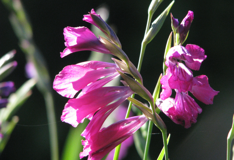 Sumpfgladiole (Gladiolus palustris)