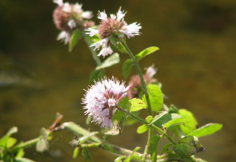 Wasserminze |  Mentha aquatica