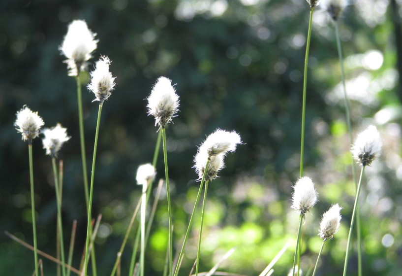 Scheidiges Wollgras | Eriophorum vaginatum