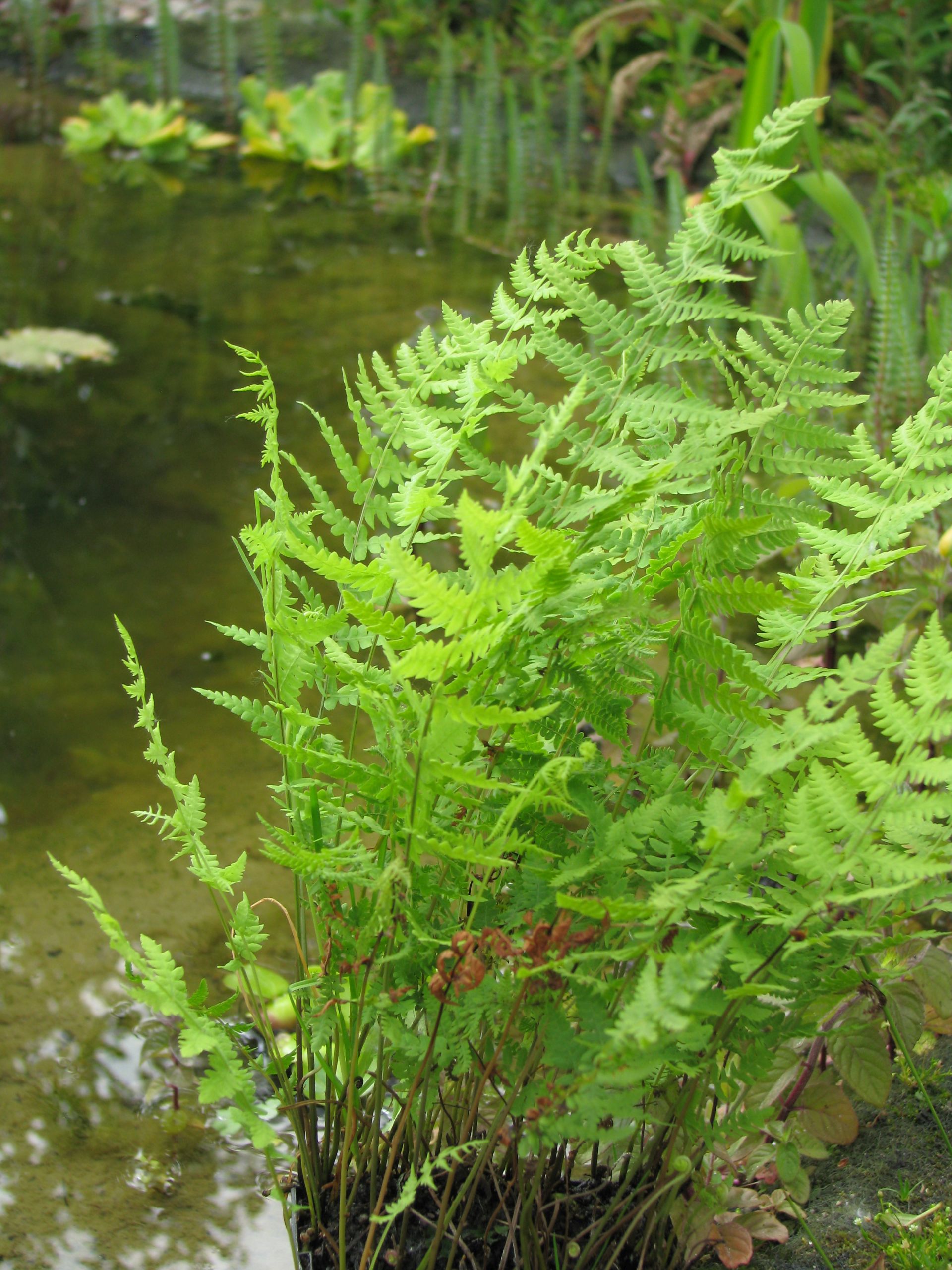 Sumpffarn am Gartenteich