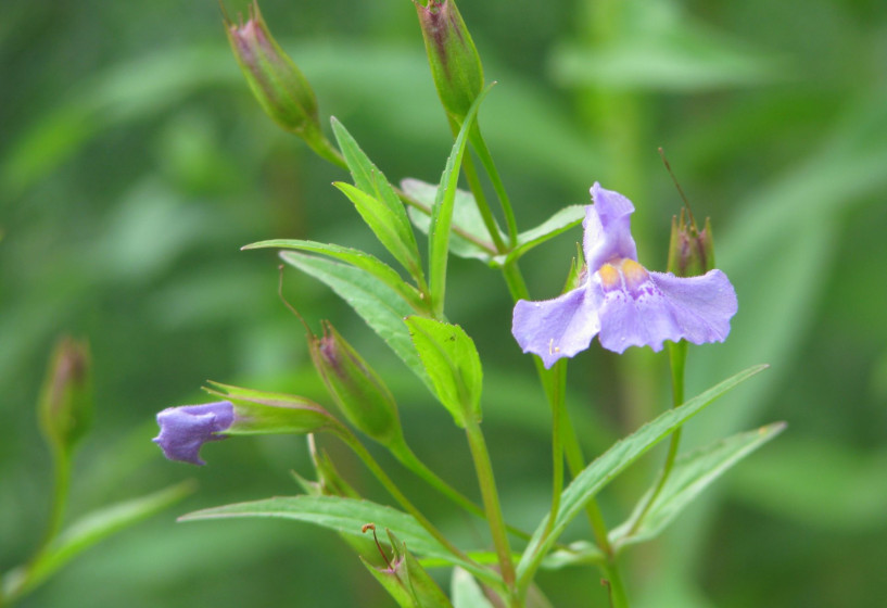 Blaue Gauklerblume | Mimulus ringens