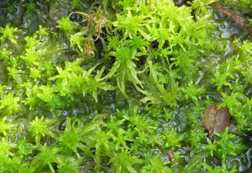 Torfmoos | Sphagnum sp.