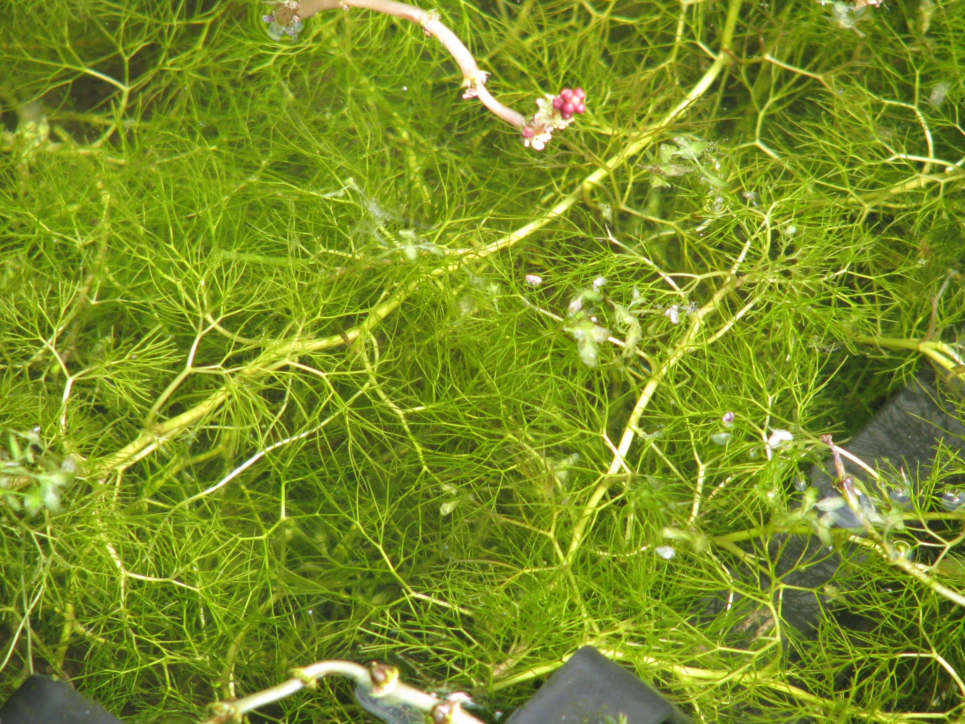 Wasserreinigungspflanze Wasserhahnenfuß 