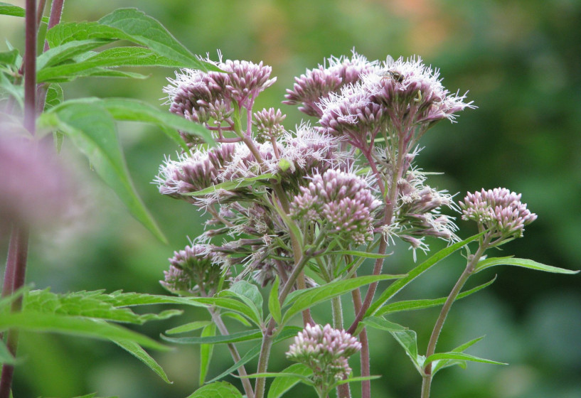 Wasserdost | Eupatorium cannabium 