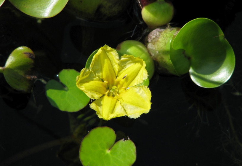 Seekanne | Nymphoides peltata