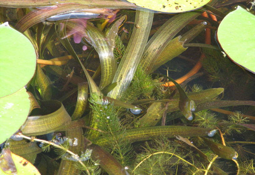 Riesen Sumpfschraube im Gartenteich