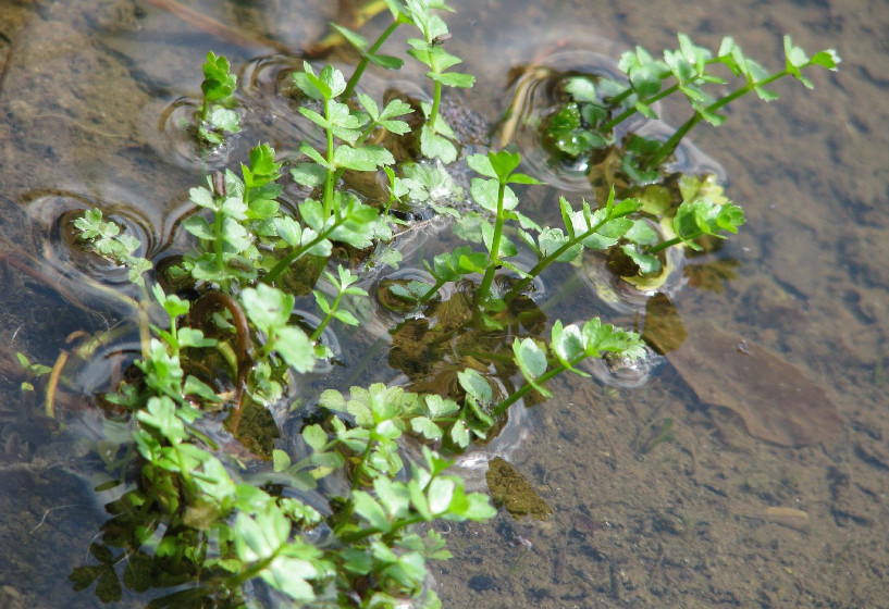 Kriechender Sellerie | Helosciadium repens