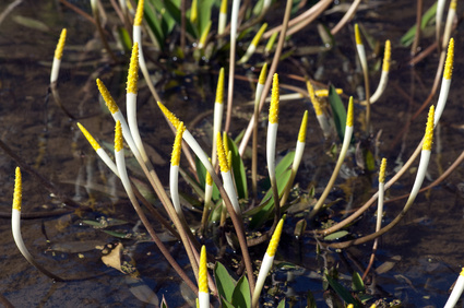 Goldkeule | Orontium aquaticum 