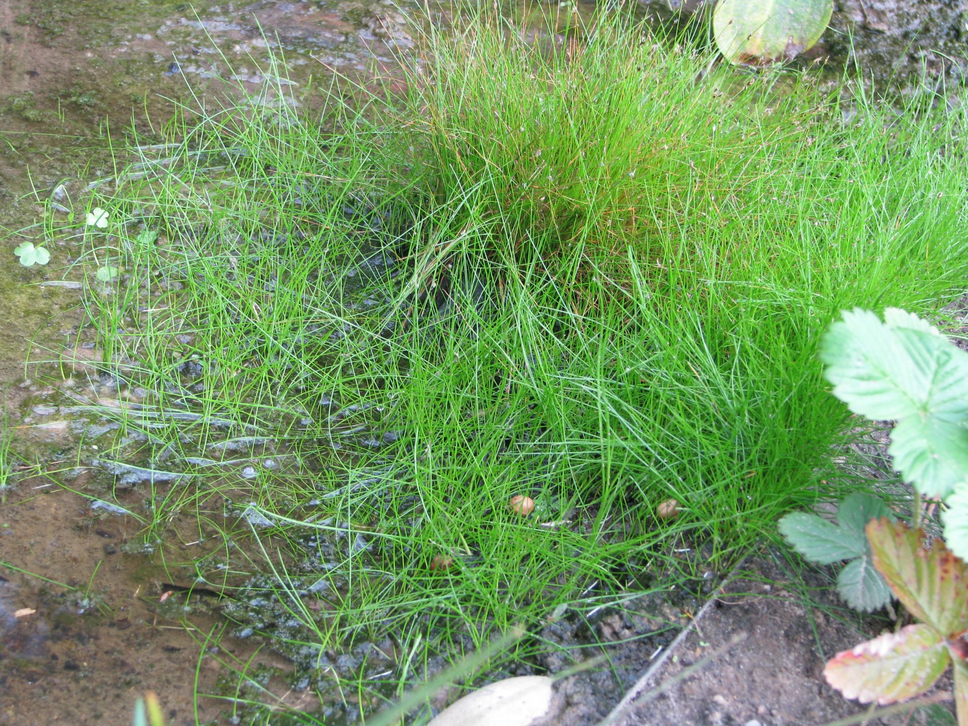 Nadelsimse | Eleocharis acicularis