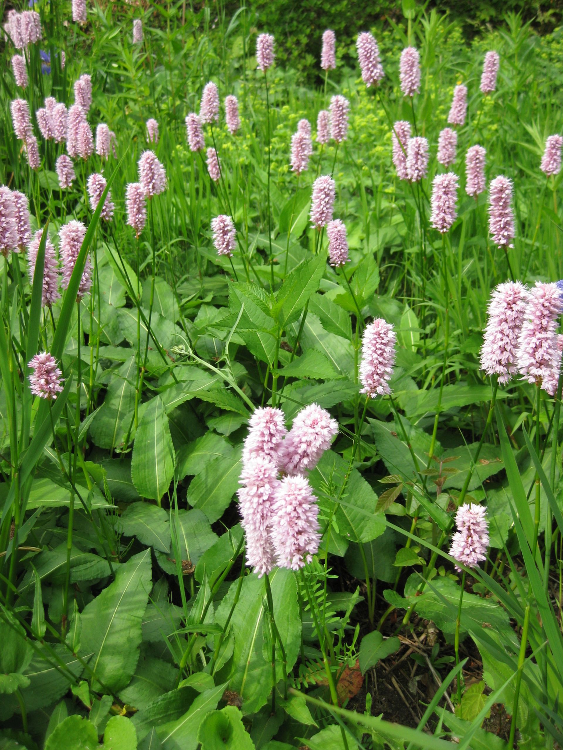 Wiesenknöterich | Polygonum bistorta