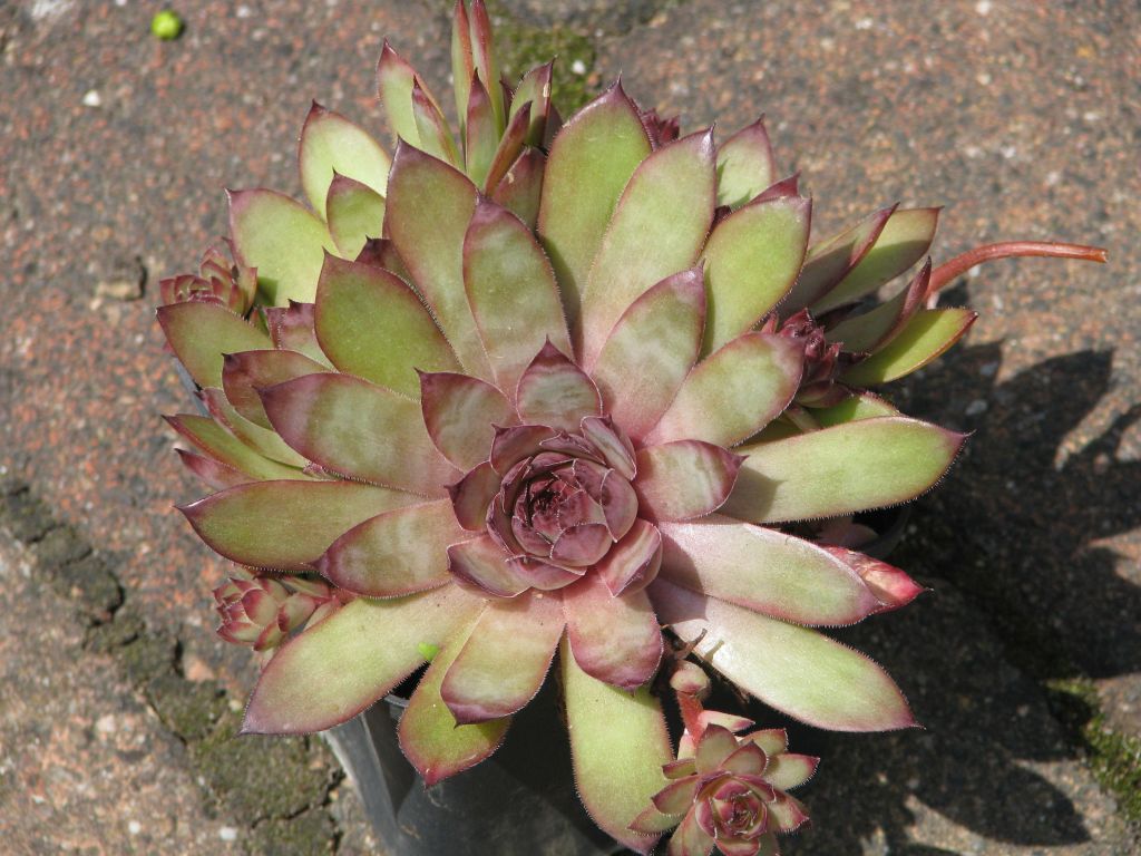 Pickwick Hauswurz | Sempervivum Hybride