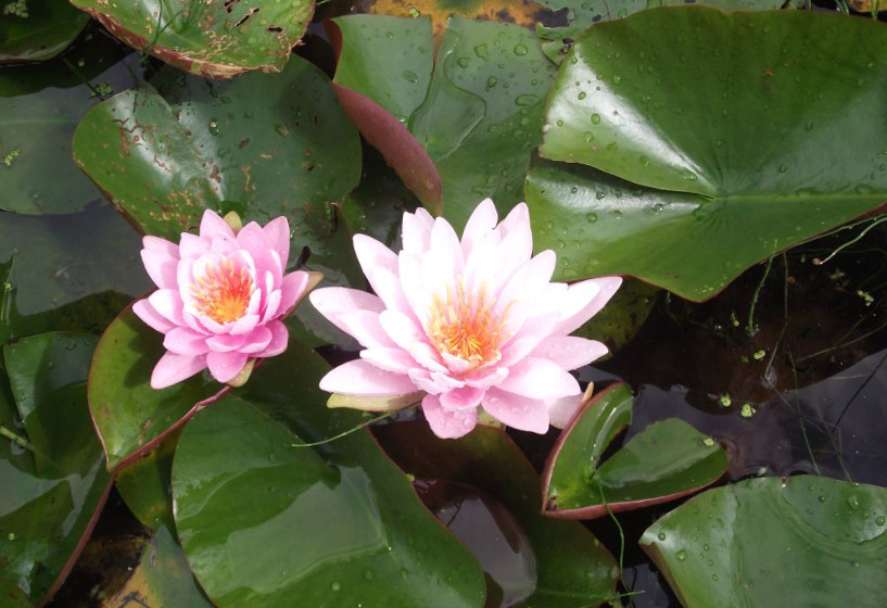 Nymphaea Firecrest