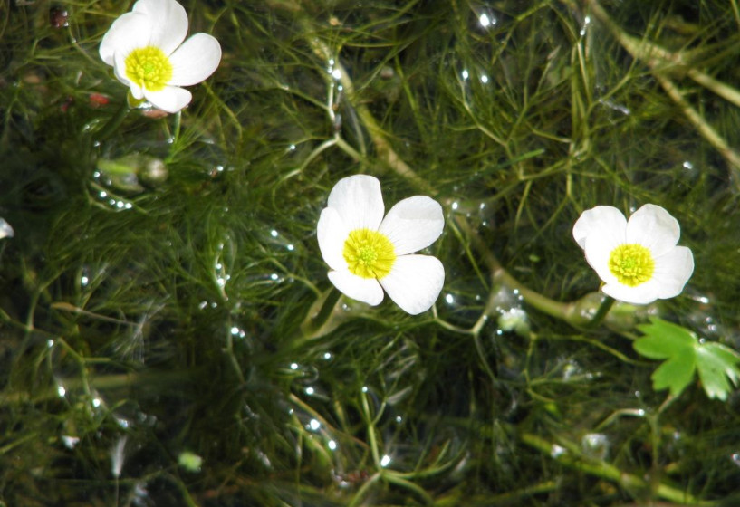 Wasserhahnenfuß (Ranunculus aquatilis)