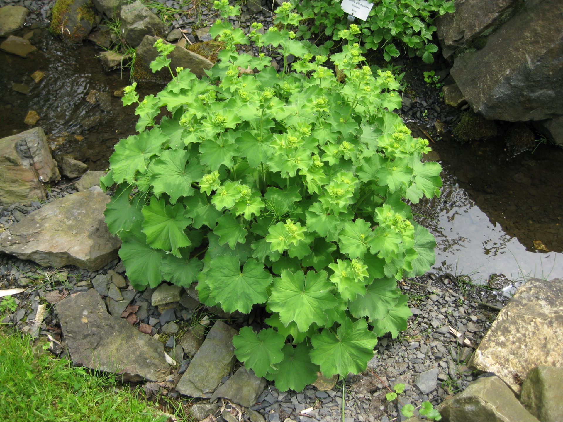 Frauenmantel | Alchemilla mollis 