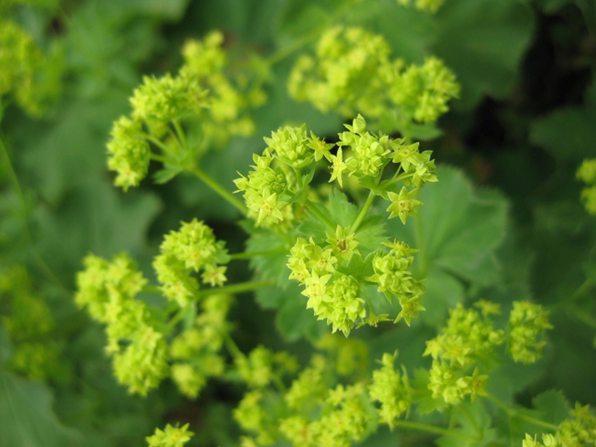 Blütenstände vomFrauenmantel Alchemilla mollis 