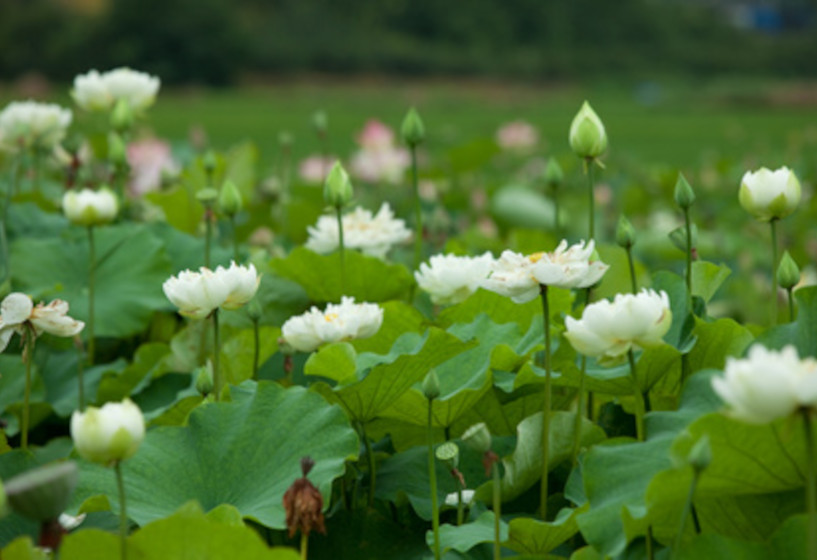 Lotus Alba Grandiflora