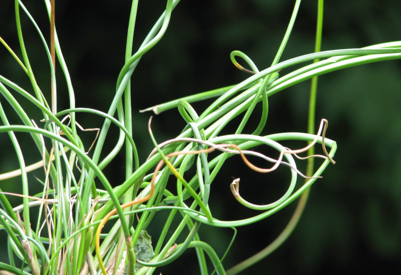 Korkenzieherbinse | Juncus effusus Spiralis