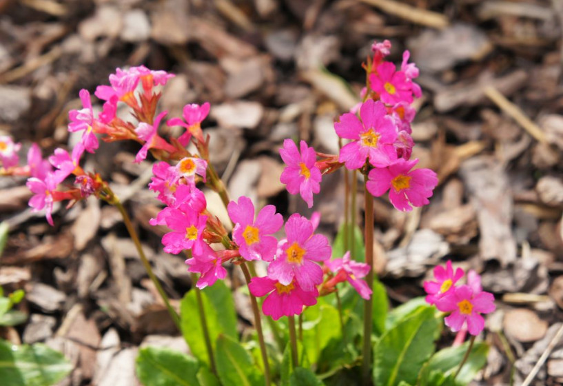 Rosen-Primel | Primula rosea