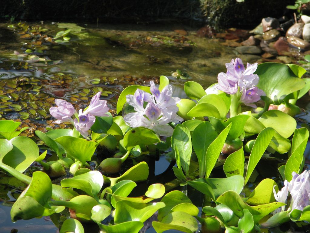 Wasserhyazinthe als invasive Teichpflanze