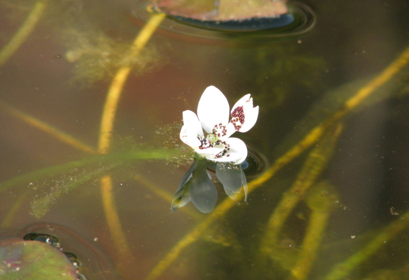 Blüte der Afrikanischen Wasserähre