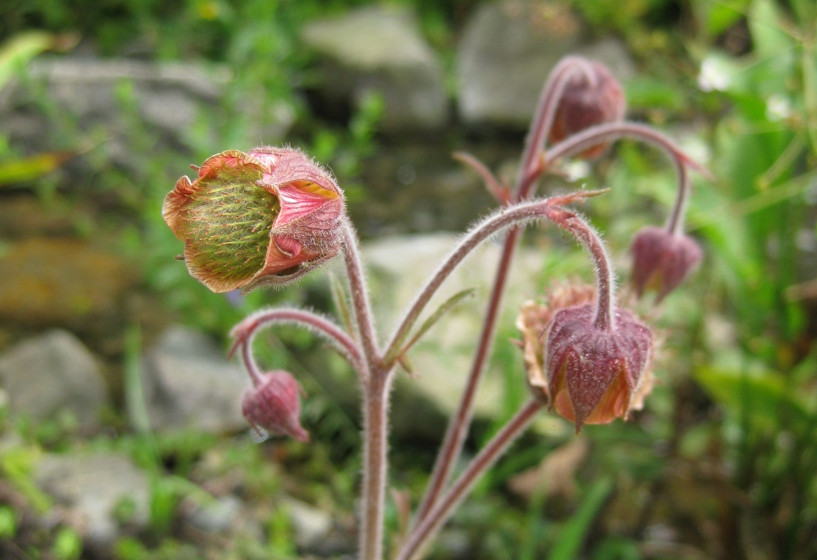 Bachnelkenwurz | Geum rivale