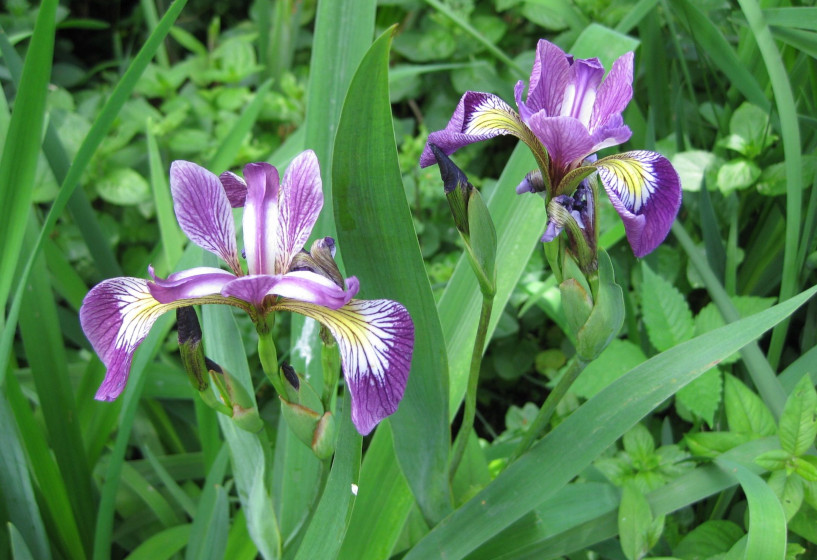 Amerikanische Sumpfschwertlilie | Iris versicolor 