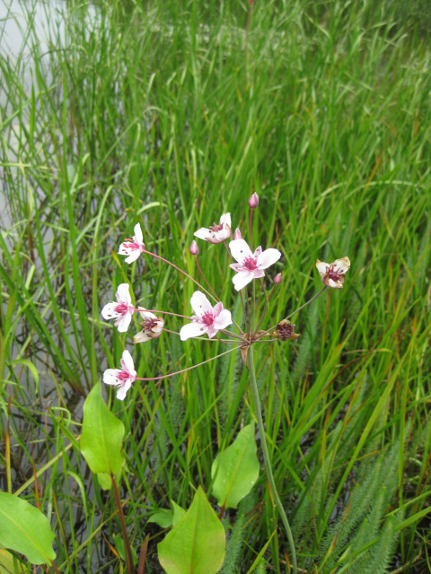 Butomus umbellatus