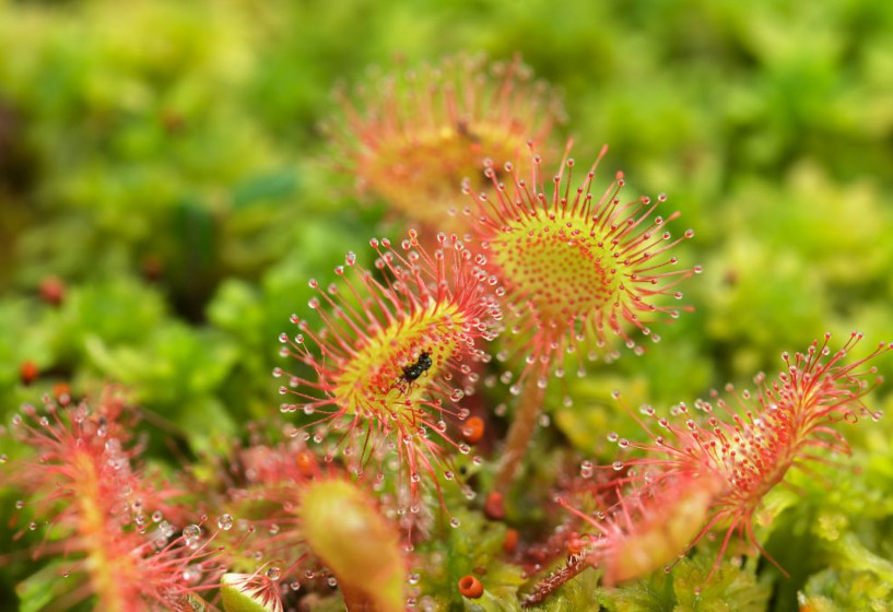 Rundblättriger Sonnentau | Drosera rotundifolia