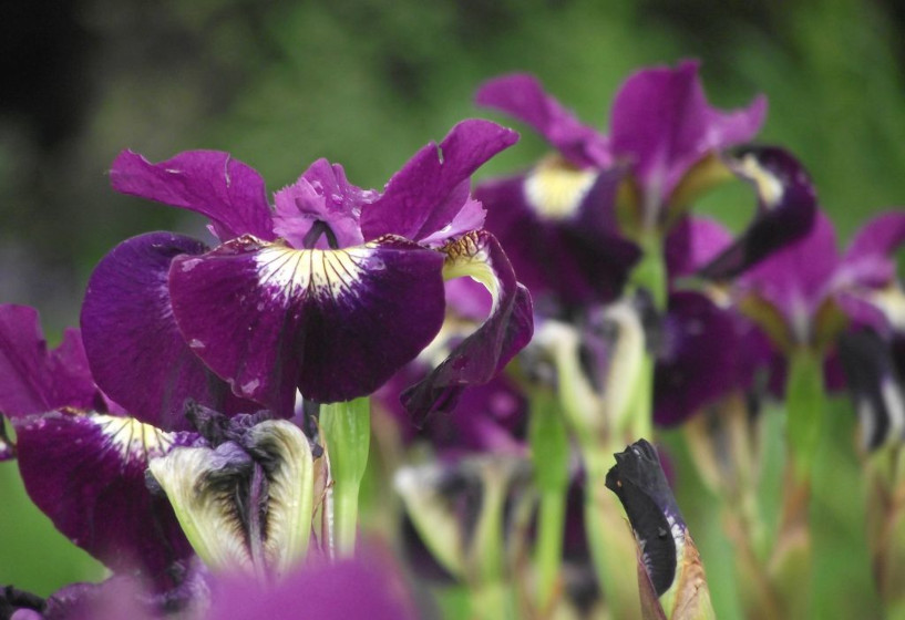 Wieseniris 'Sultan's Ruby'