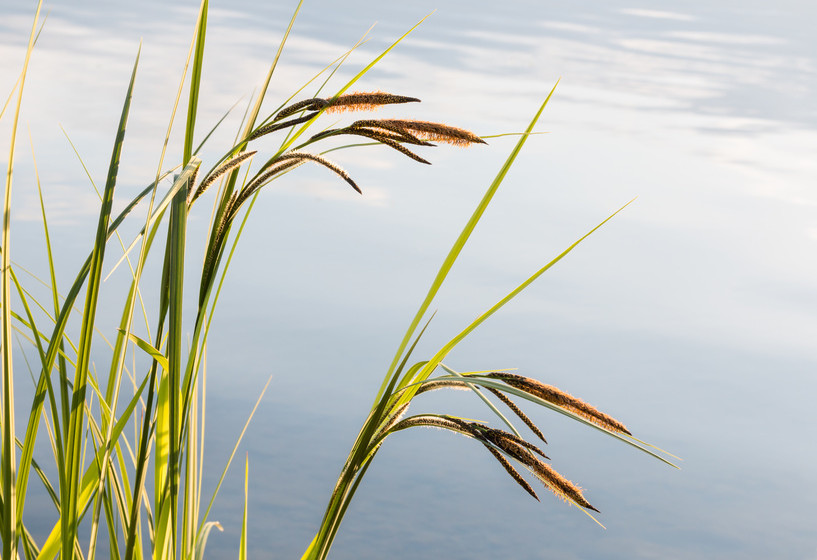 Schlanke Segge | Carex acuta