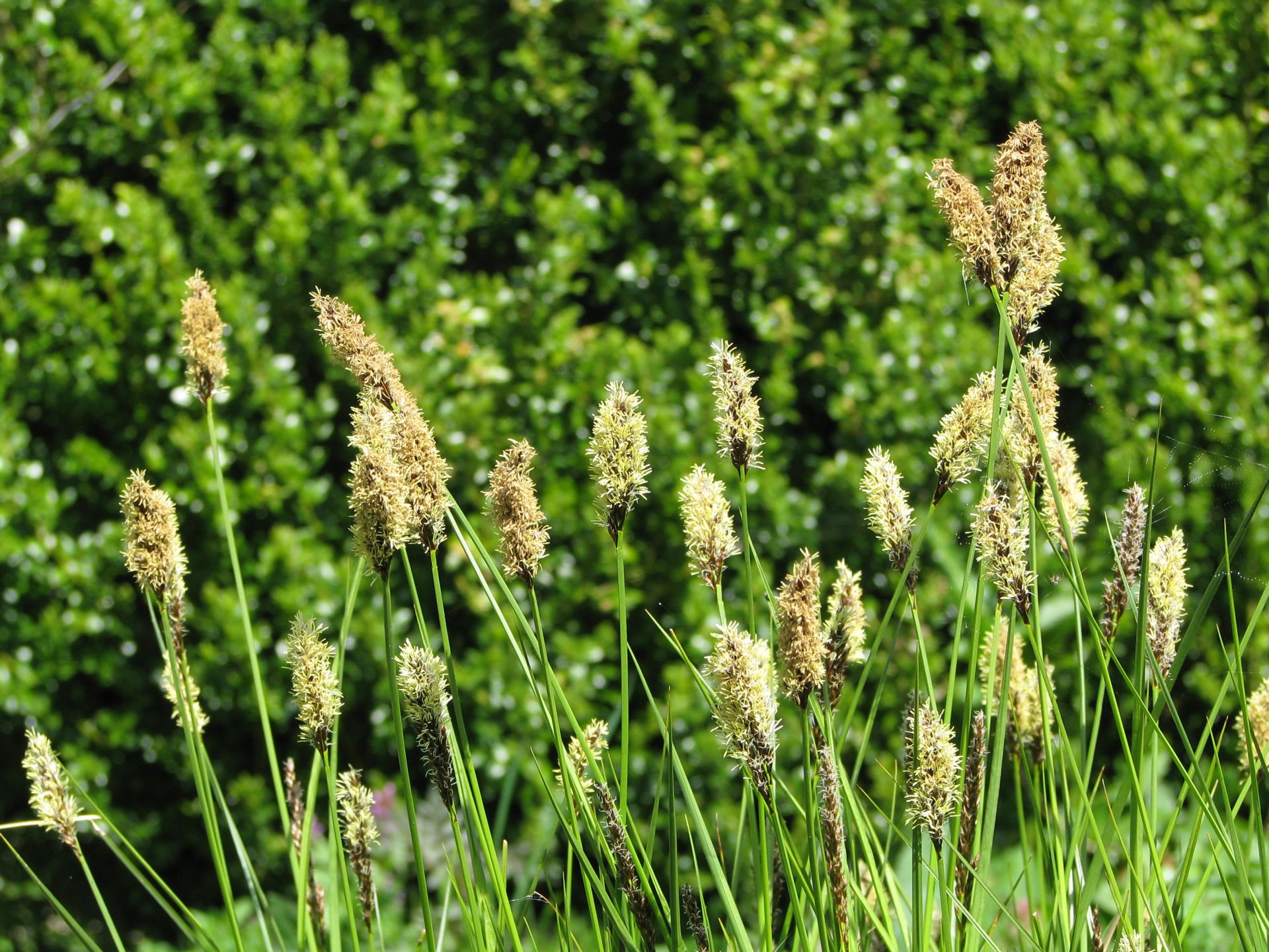 Wundersegge Carex appropinquata mit Blütenständen