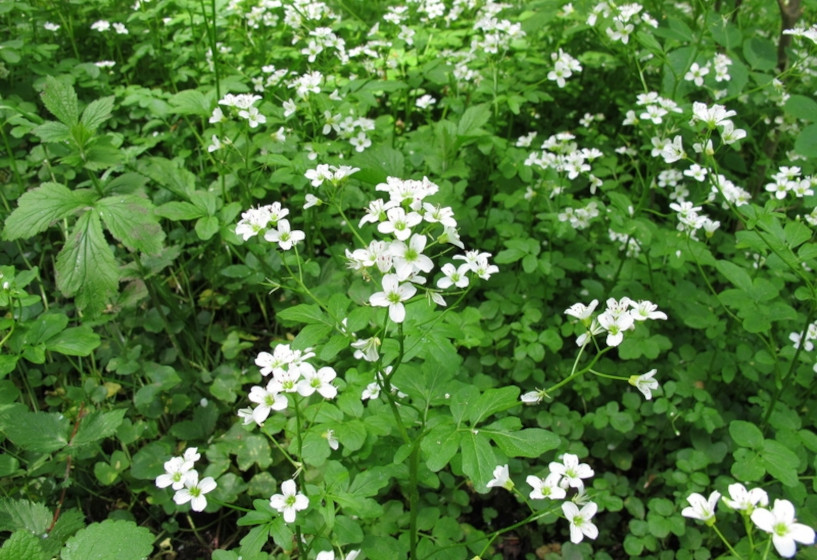 Echte Brunnenkresse | Nastrtium officinale