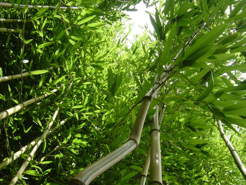 Bambus am Teich?