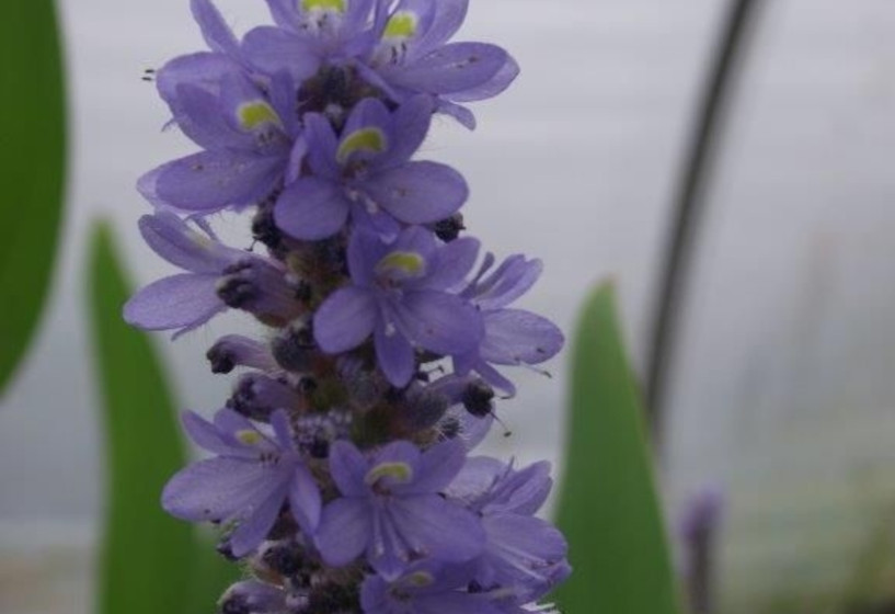 Riesenhechtkraut (Pontederia lanceolata)